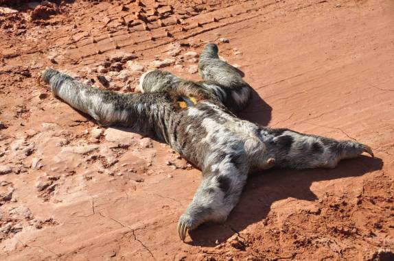 Um bicho-preguiça tentando cruzar a estrada no trecho inicial da BR-319, rodovia que liga Manaus à Porto Velho